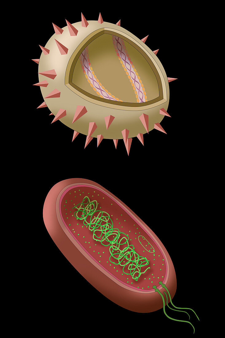 Virus and Bacteria Diagram