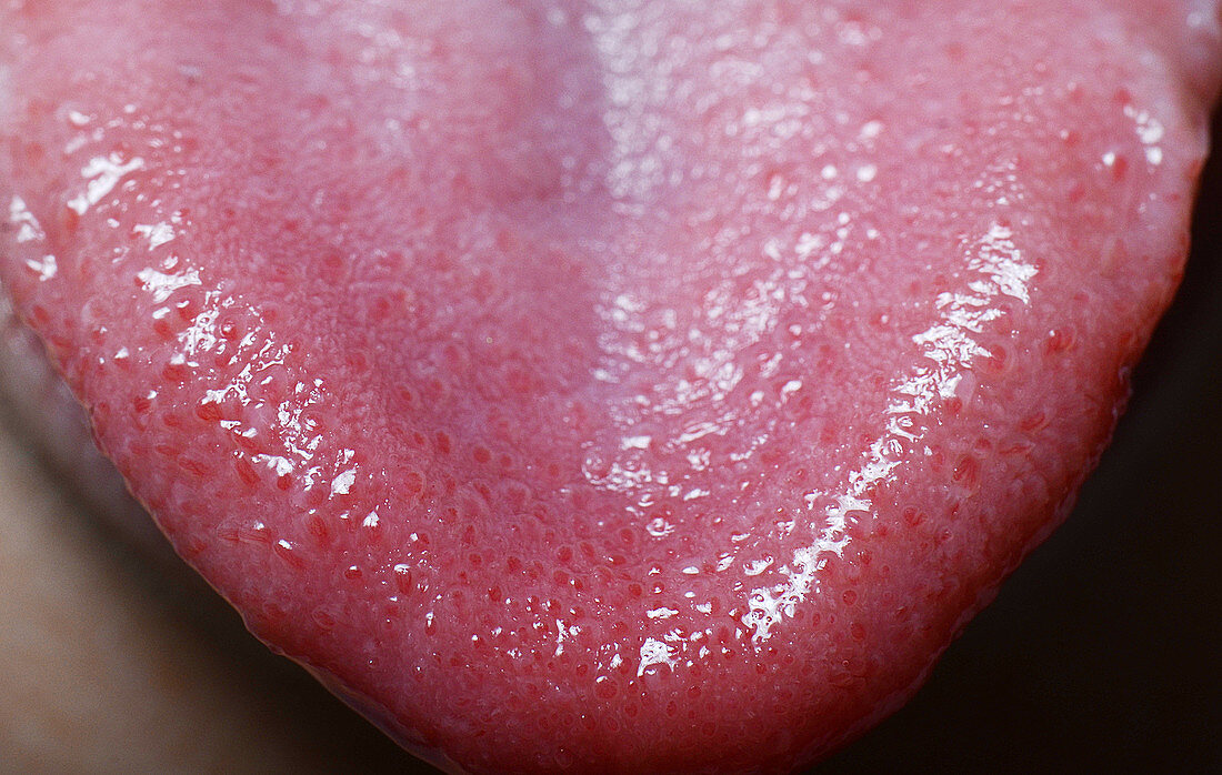 Taste Buds on Tongue Tip