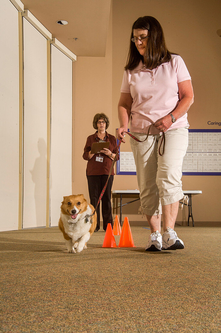 Evaluation of Therapy Dog,2 of 3