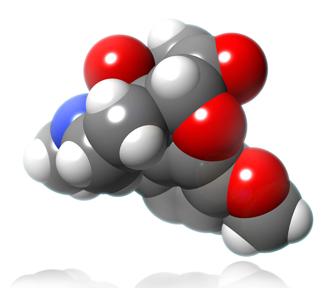 Oxycodone Molecular Model,illustration