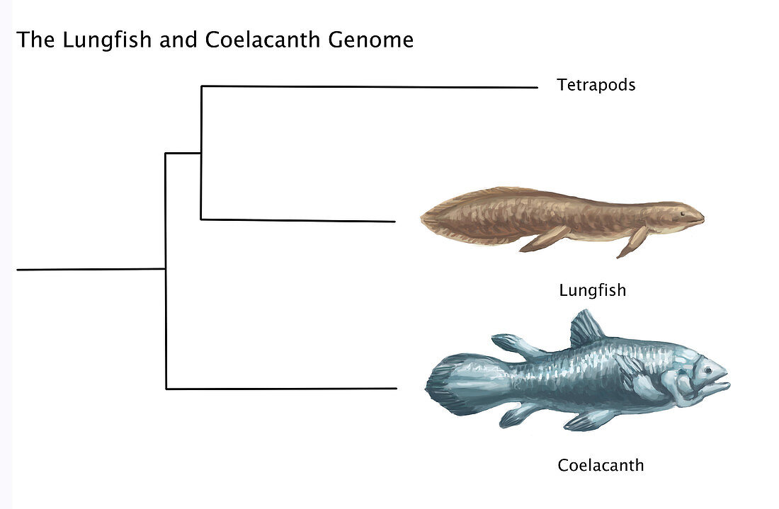 Lungfish Genome,illustration
