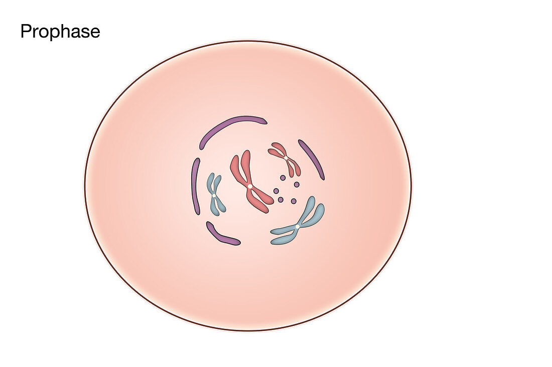 Prophase of Mitosis,illustration