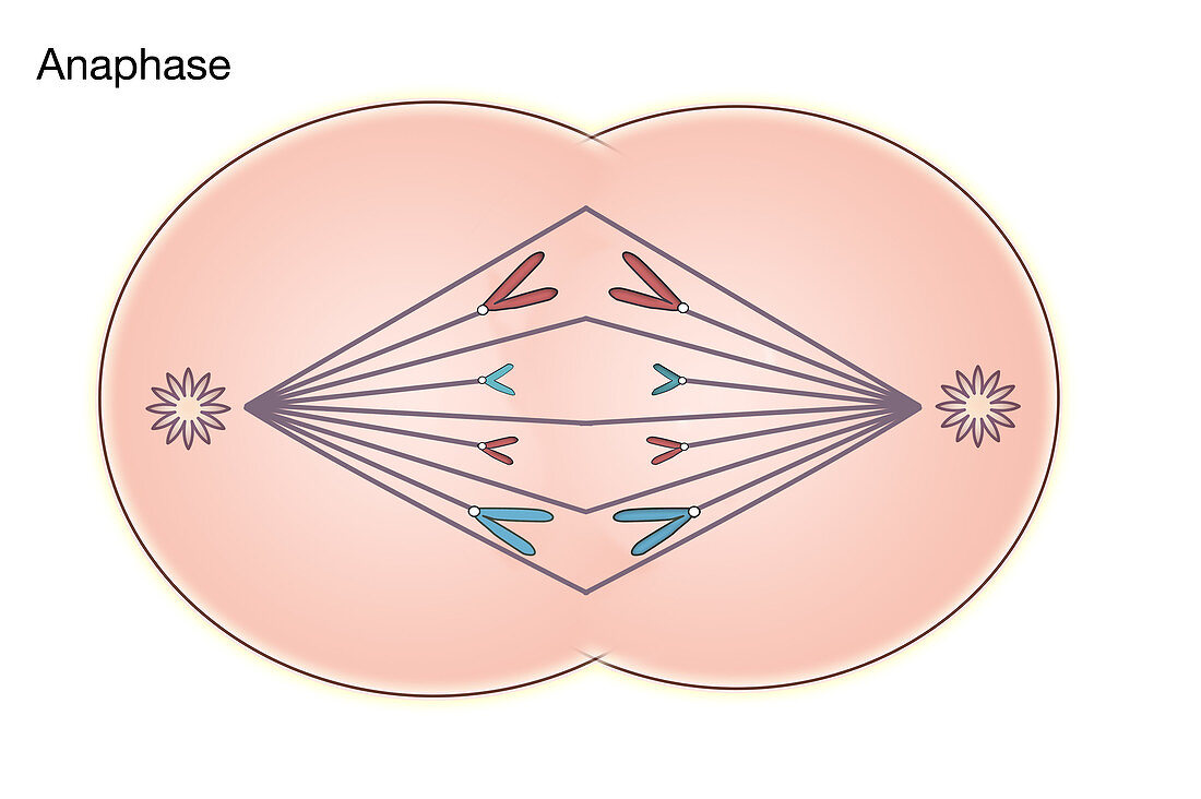 Anaphase of Mitosis,illustration