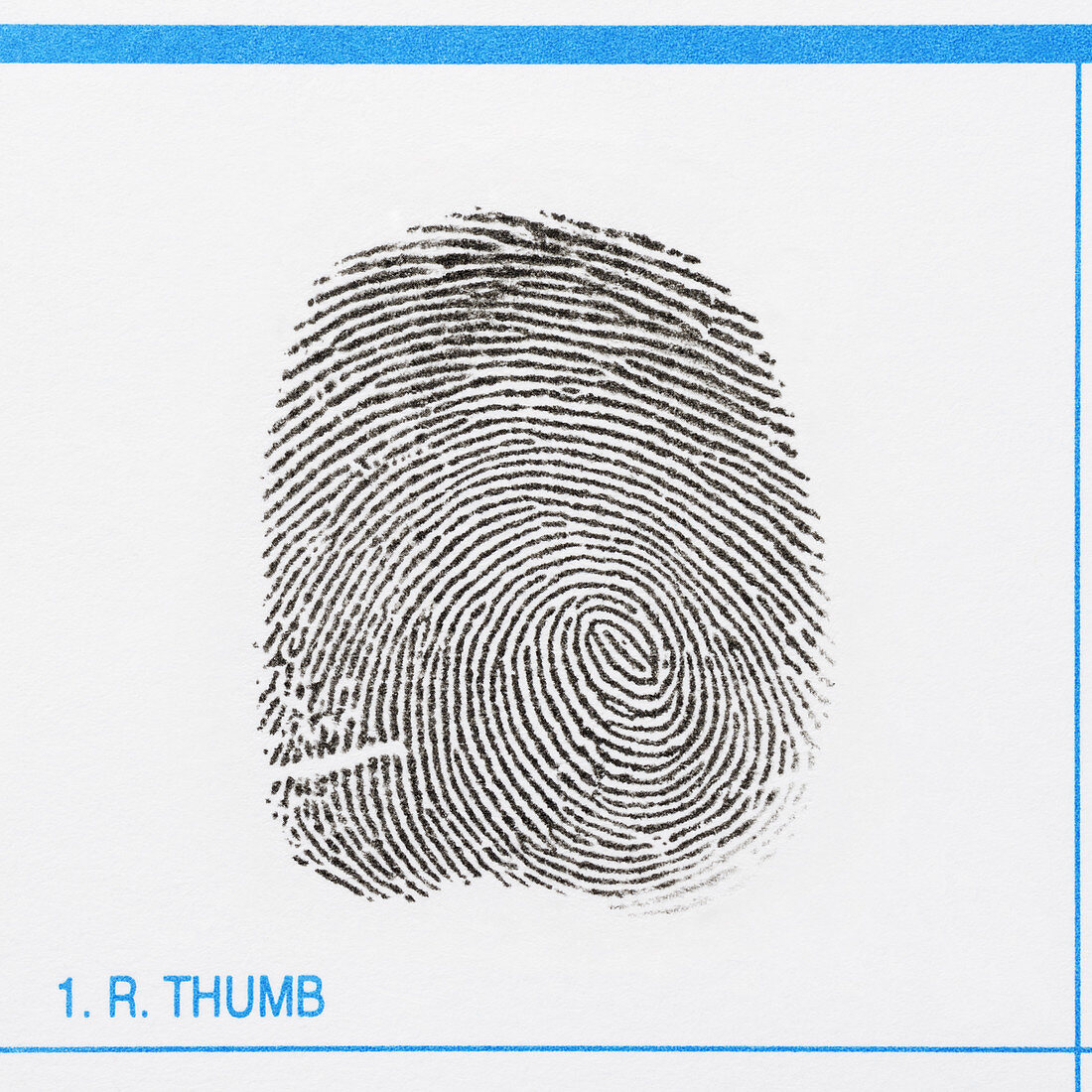 Whorl Thumbprint