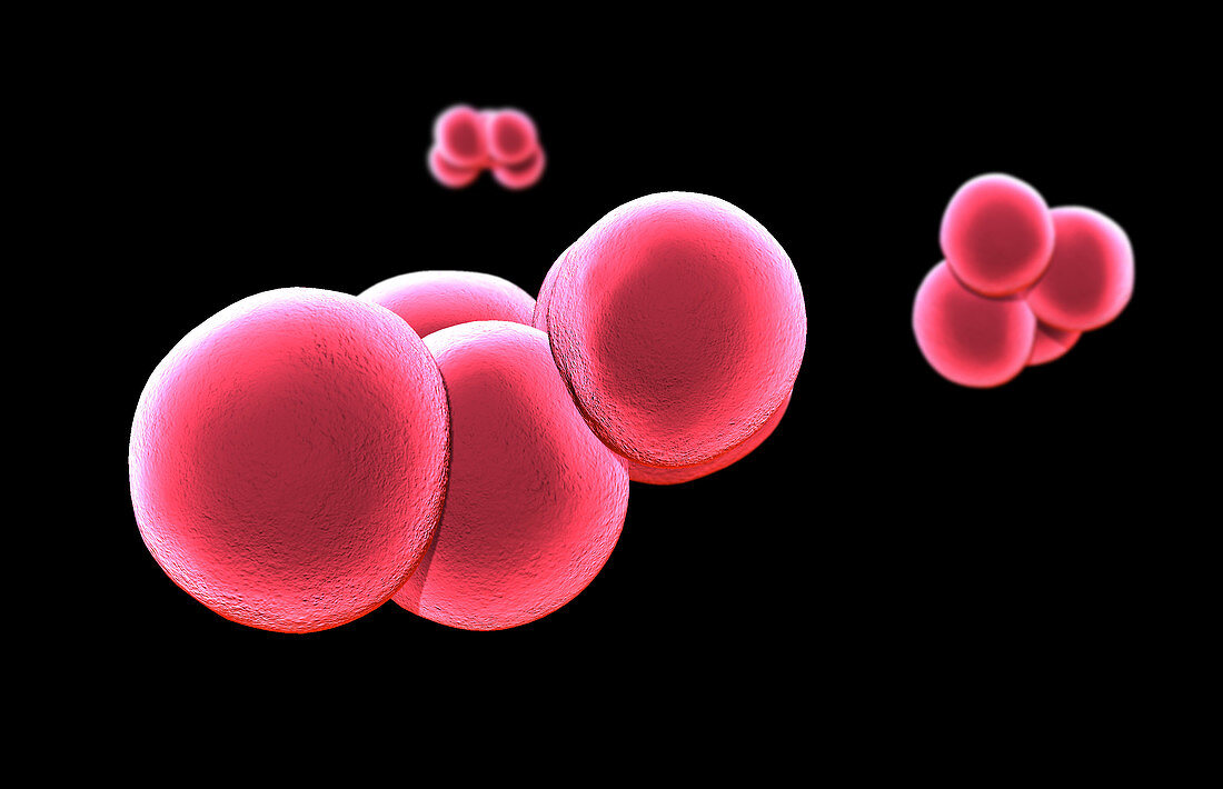 Staphylococcus aureus