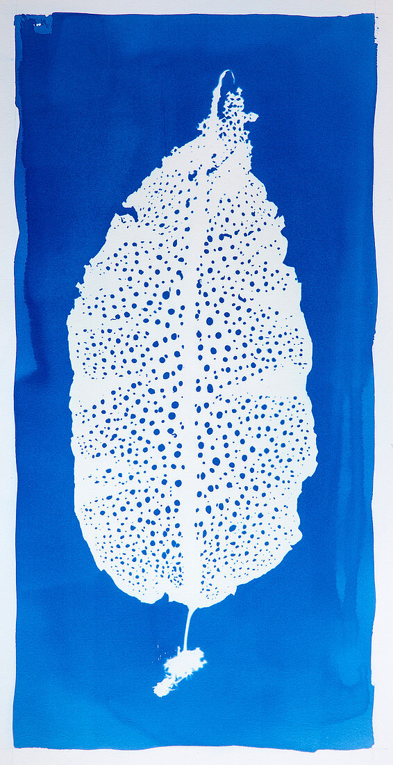 Cyanotype Print,Sea Colander Seaweed
