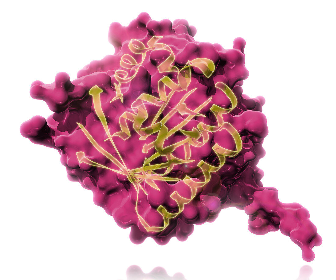 BRCA2,Molecular Model,illustration