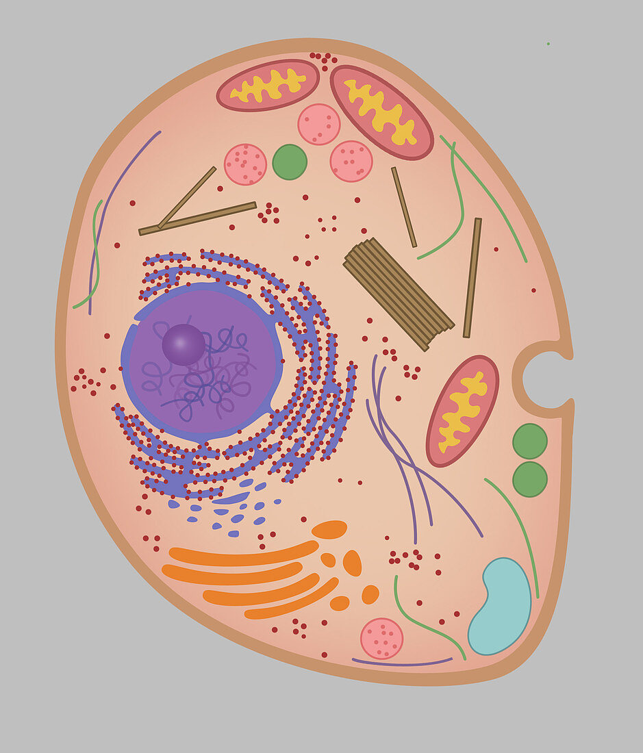 Animal Cell,Illustration,illustration