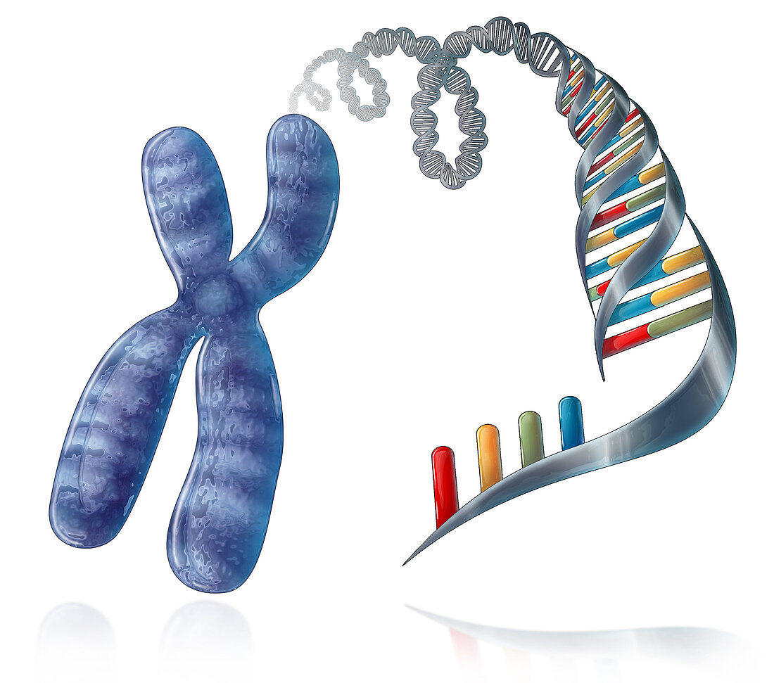 Chromosome and DNA,Illustration