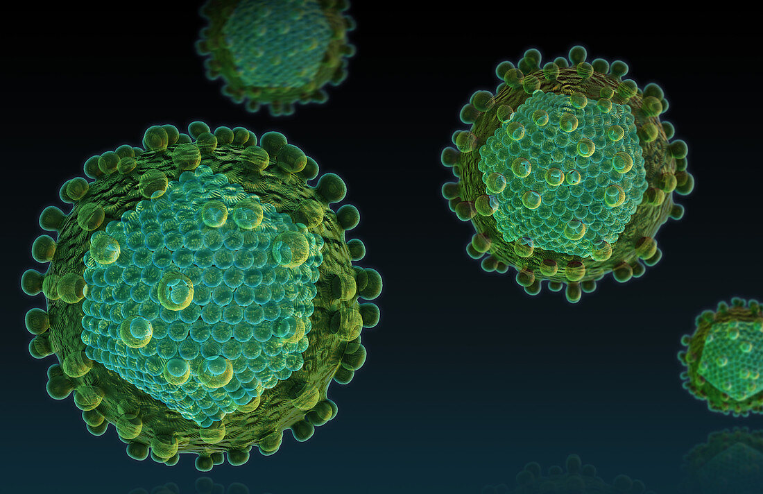 Hepatitis C Virus,illustration