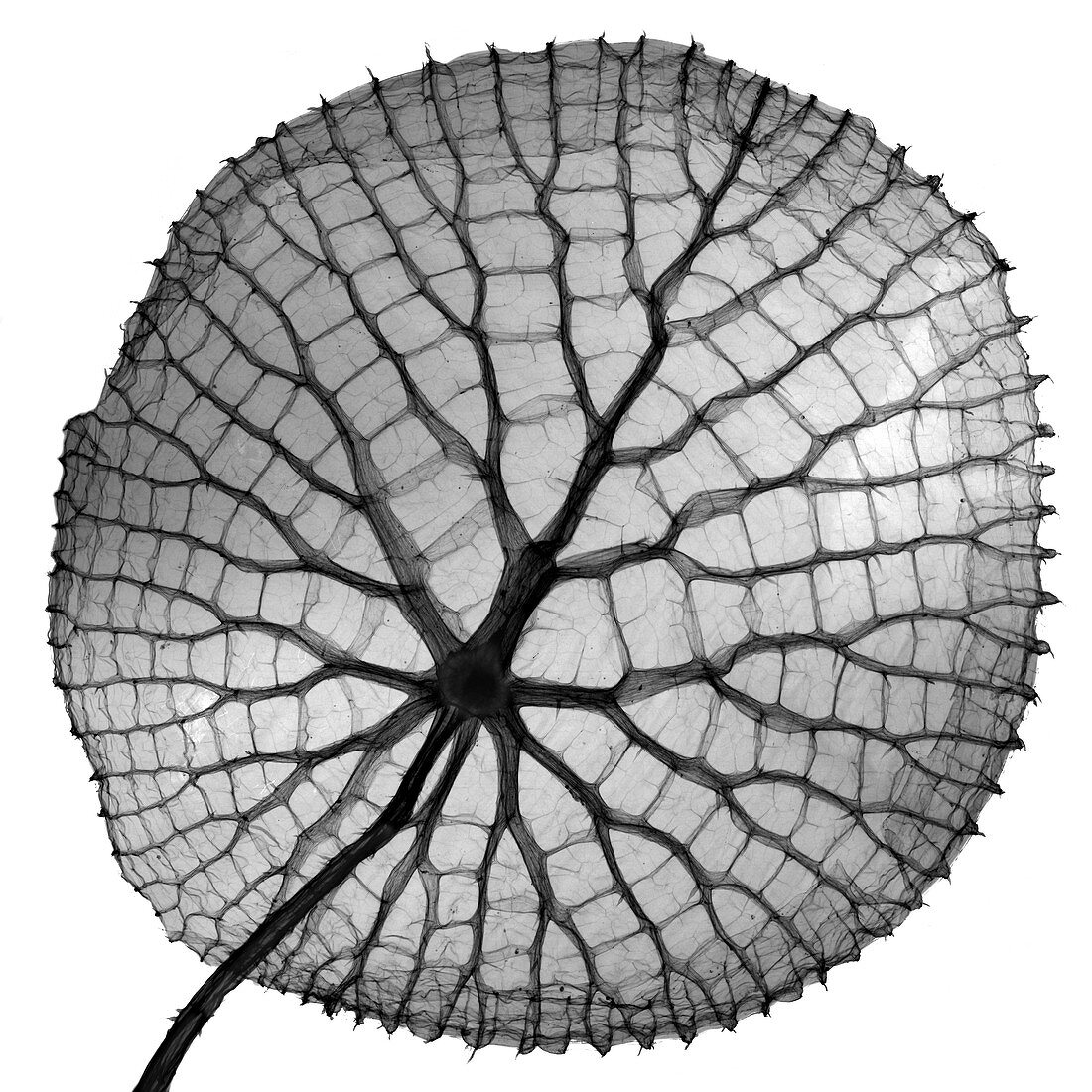 Giant Amazon water lily,X-ray