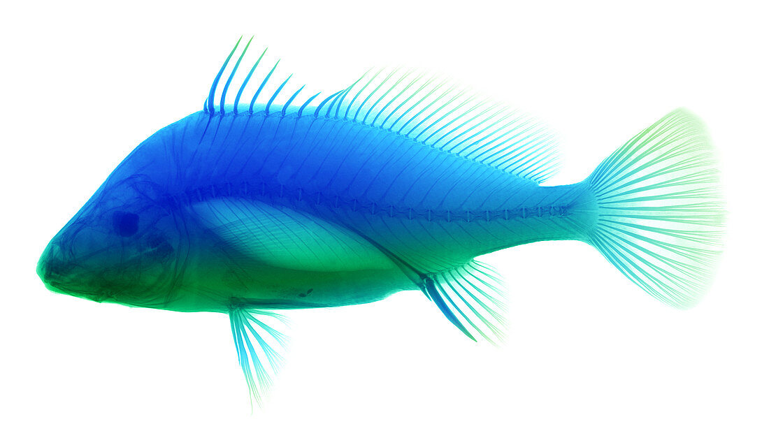 Freshwater Drum Fish,X-Ray