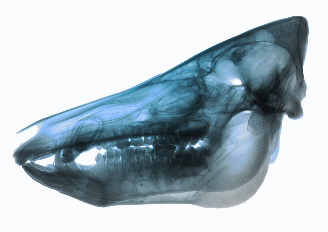 Wild Boar Skull,X-ray