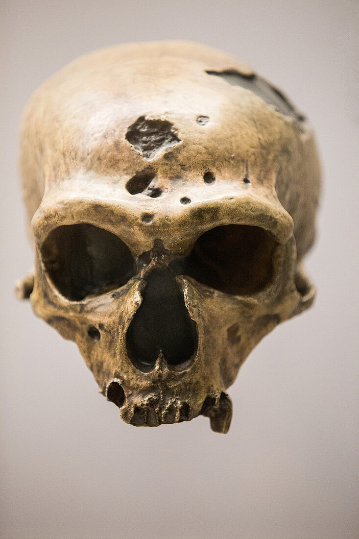 Homo neanderthalensis Skull