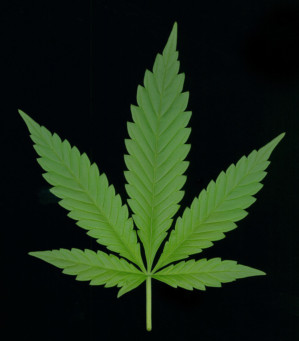Marijuana Leaf,Cannabis sativa