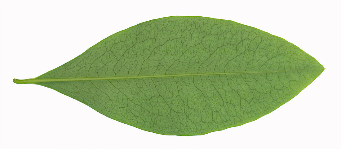 Underside of a Coca Leaf