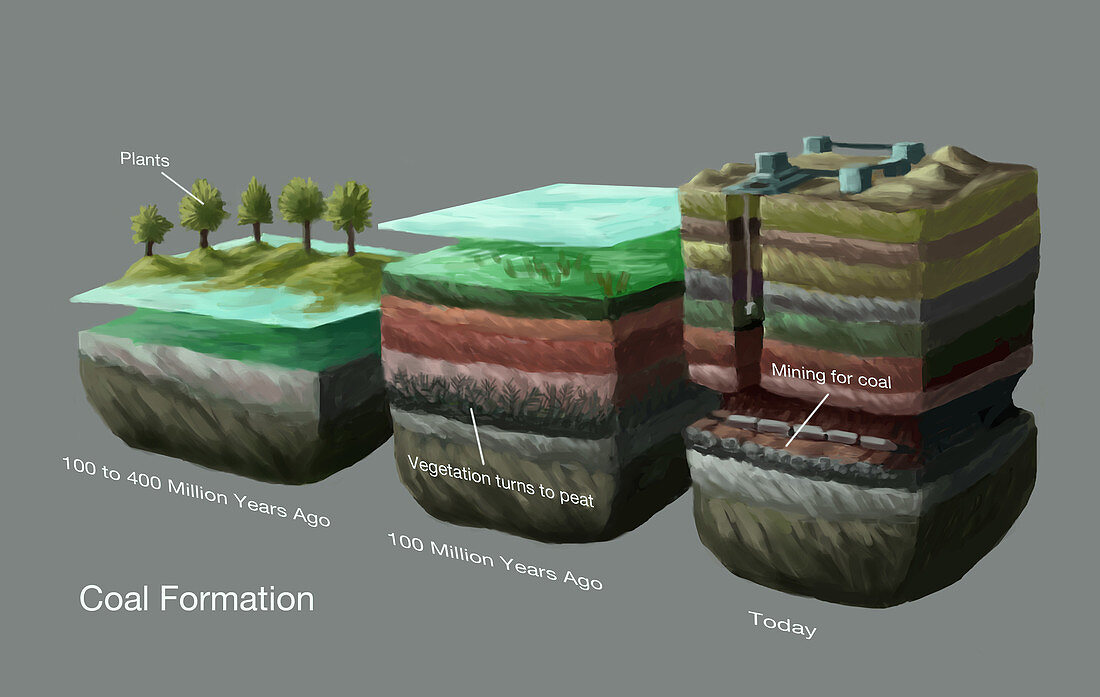Coal Formation,illustration