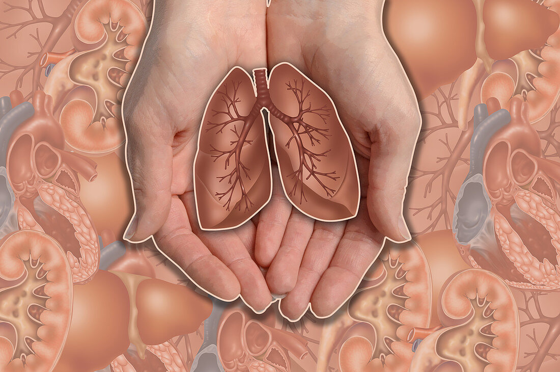 Hands Holding Lungs,illustration
