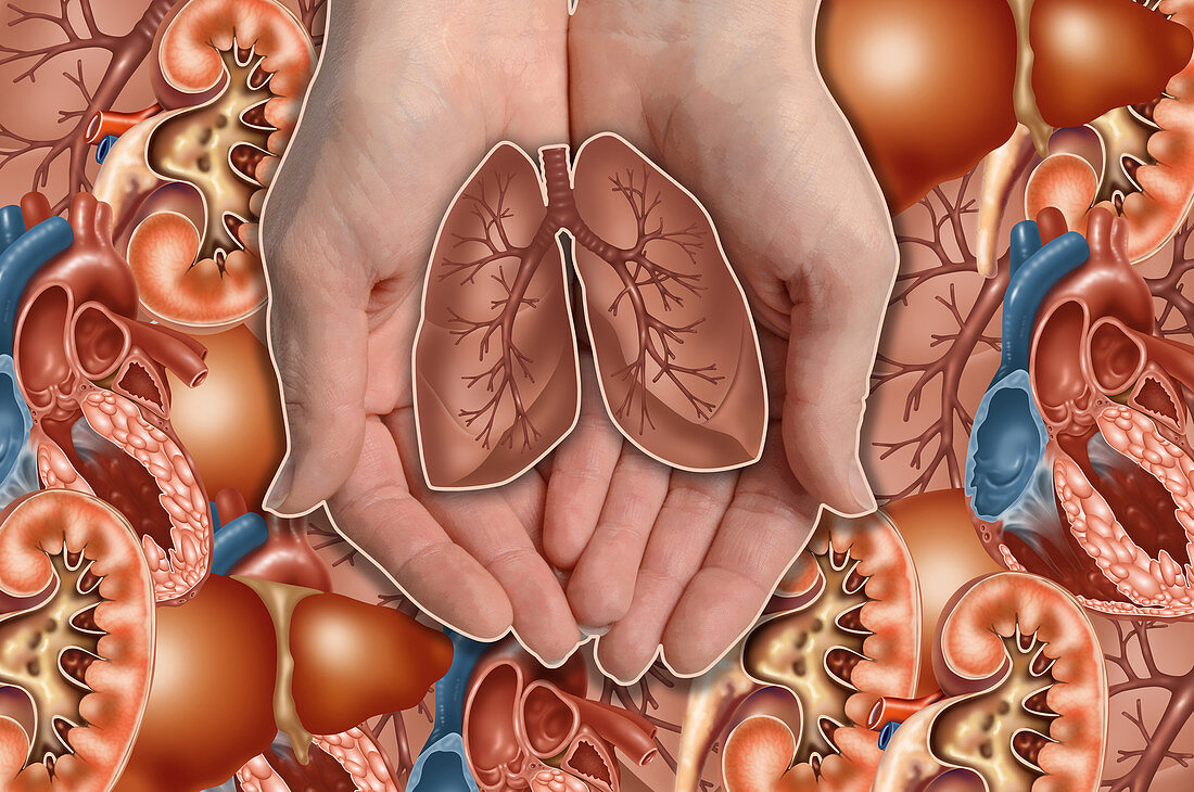 Hands Holding Lungs,illustration