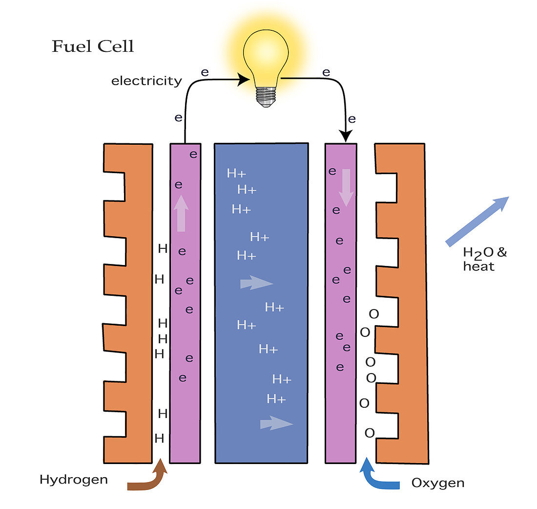 Inside of a Fuel Cell,illustration