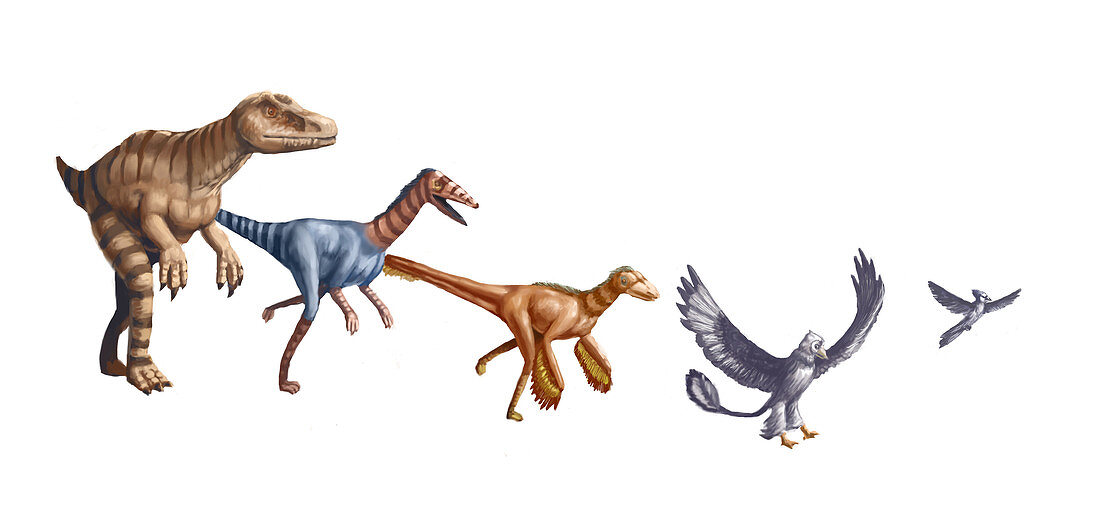 Evolution of Raptors,illustration