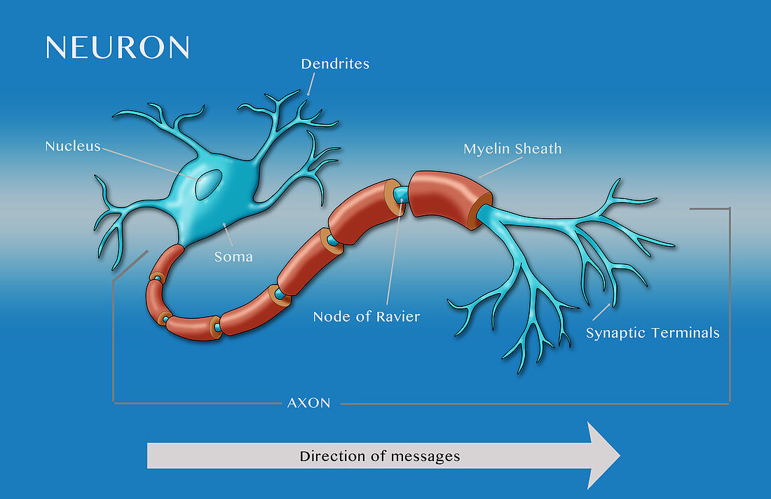 Motor Neuron,illustration