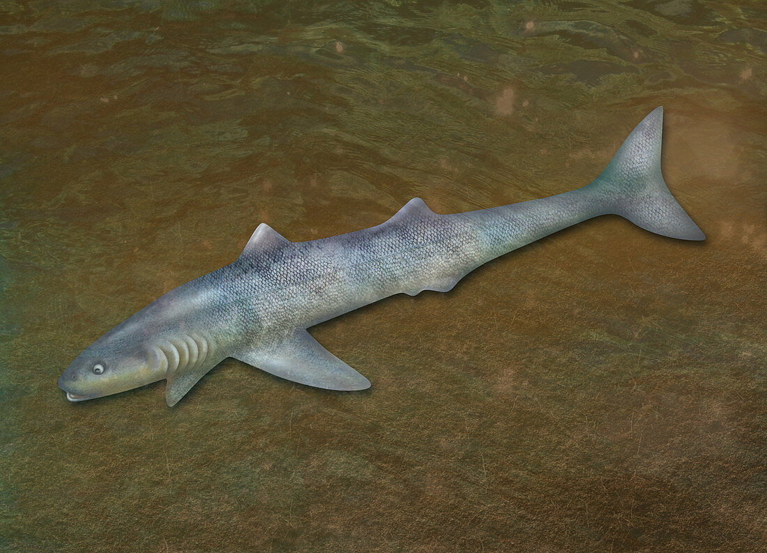 Cladoselache,Extinct Shark,illustration