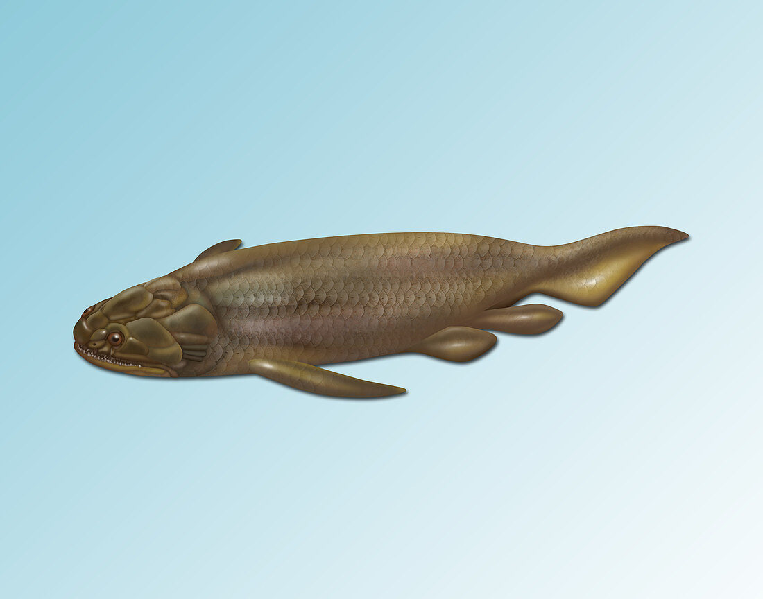 Holoptychius,Extinct Fish,illustration