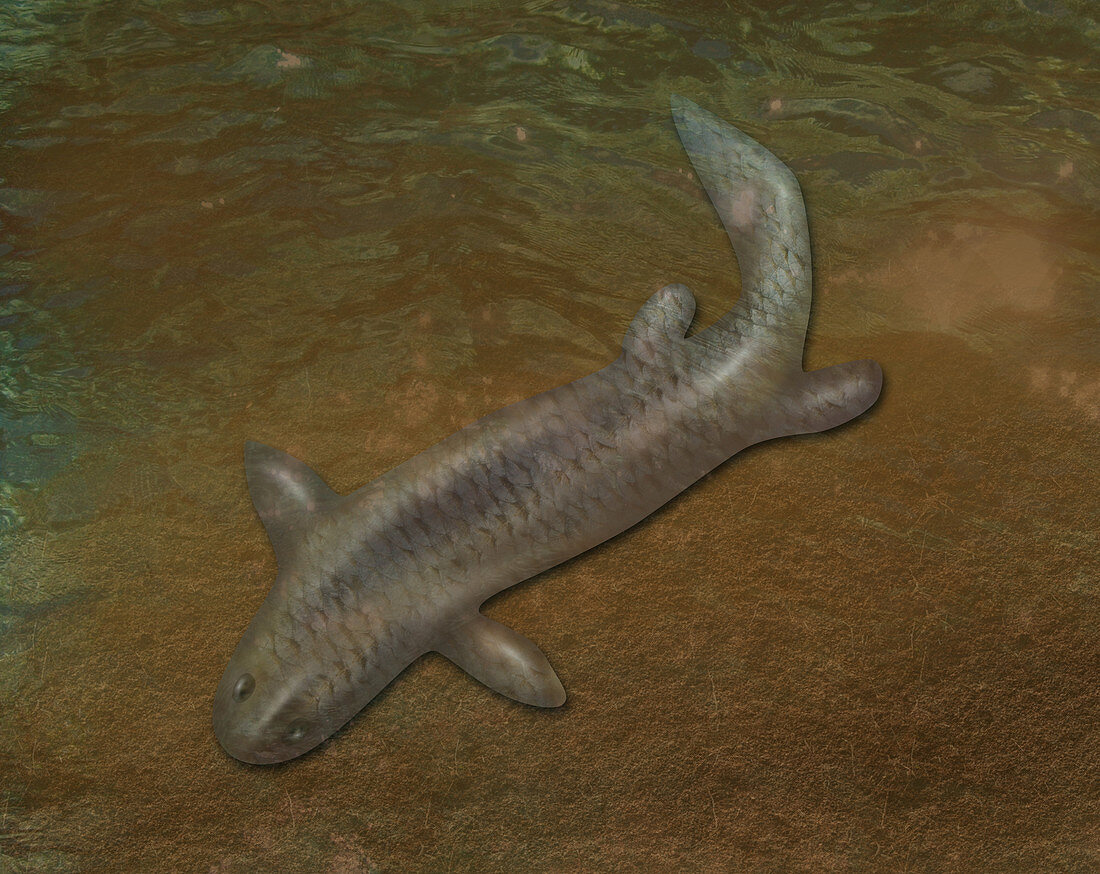 Panderichthys,Extinct Fish,illustration