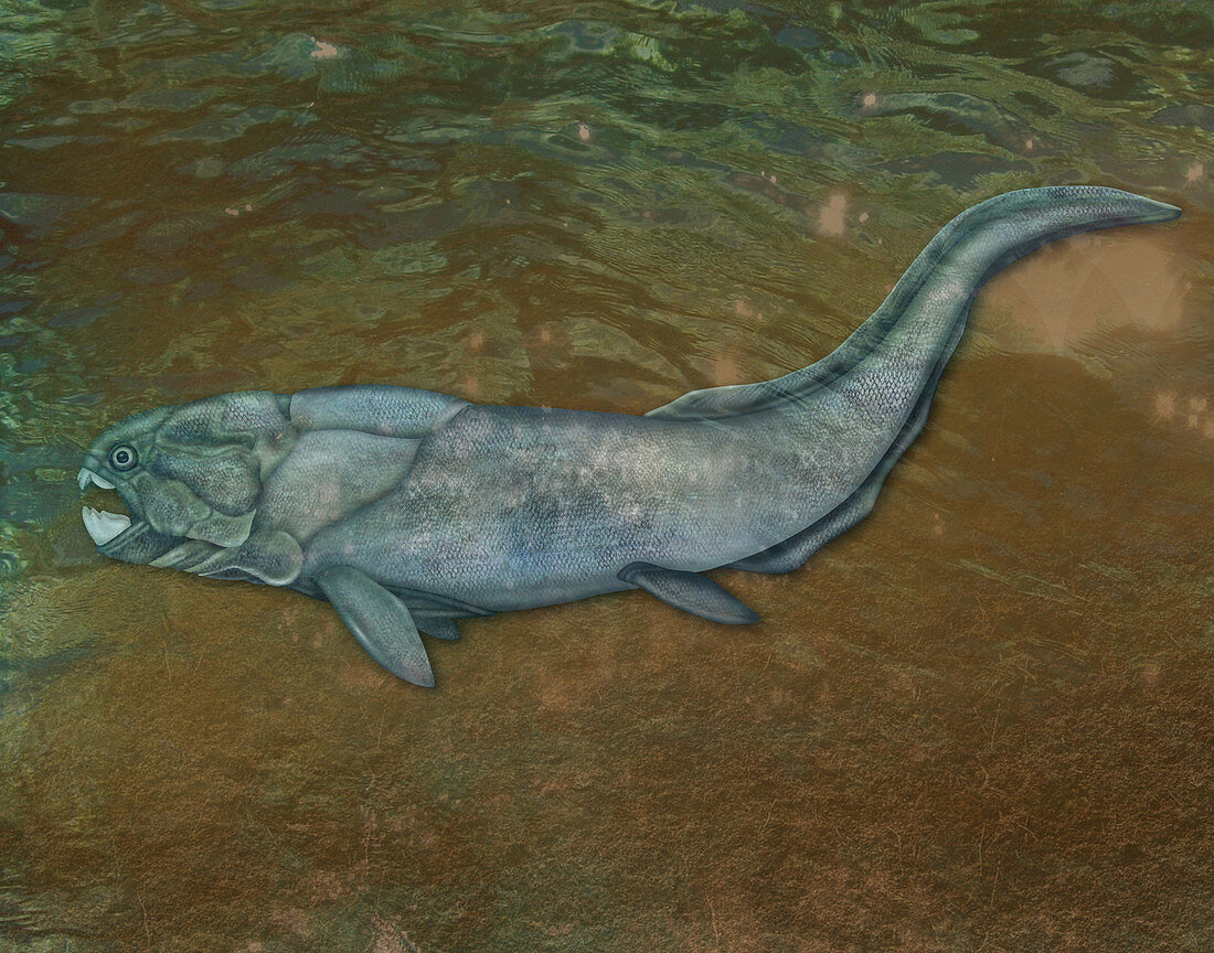Placoderm,Extinct Fish,illustration