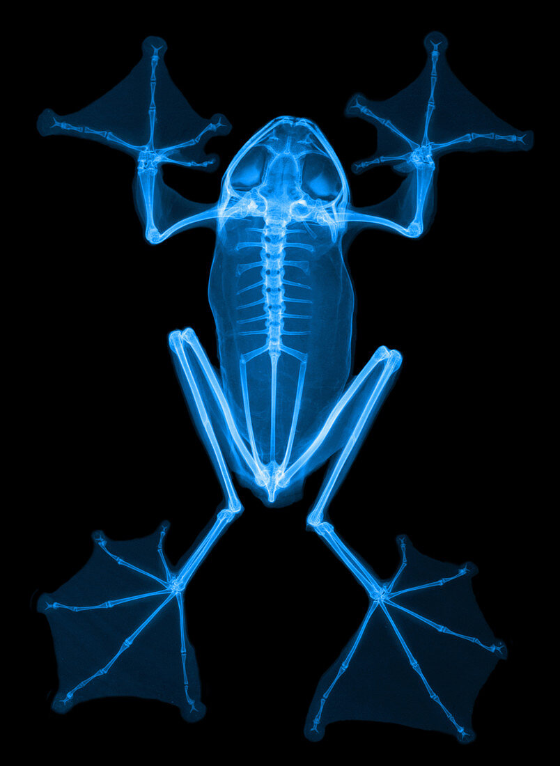 An X-Ray of a Flying Frog