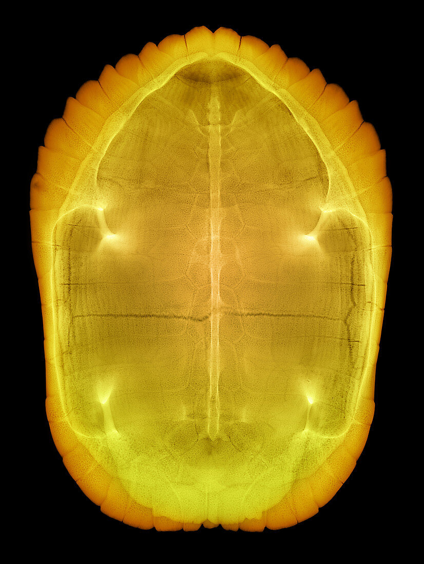 X-ray of a Turtle Shell