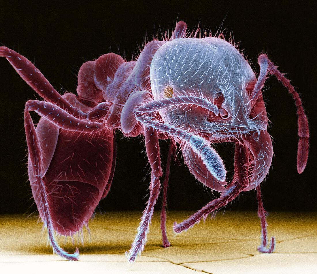 Ant