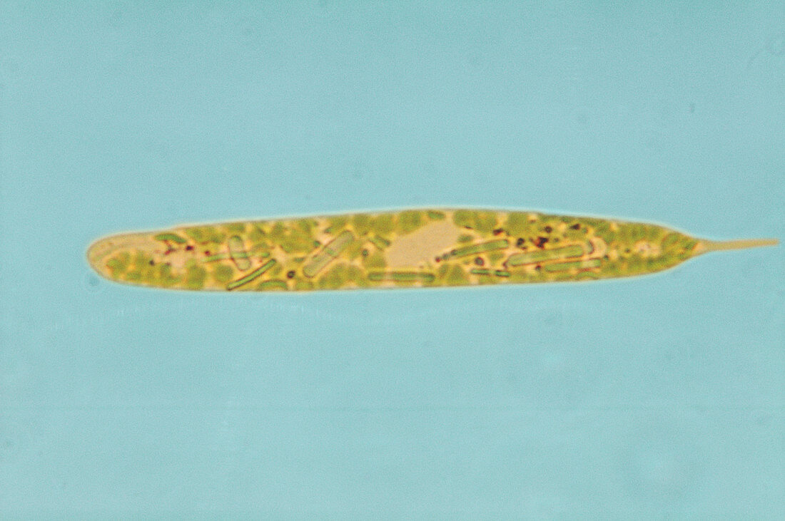 Euglena acus,LM