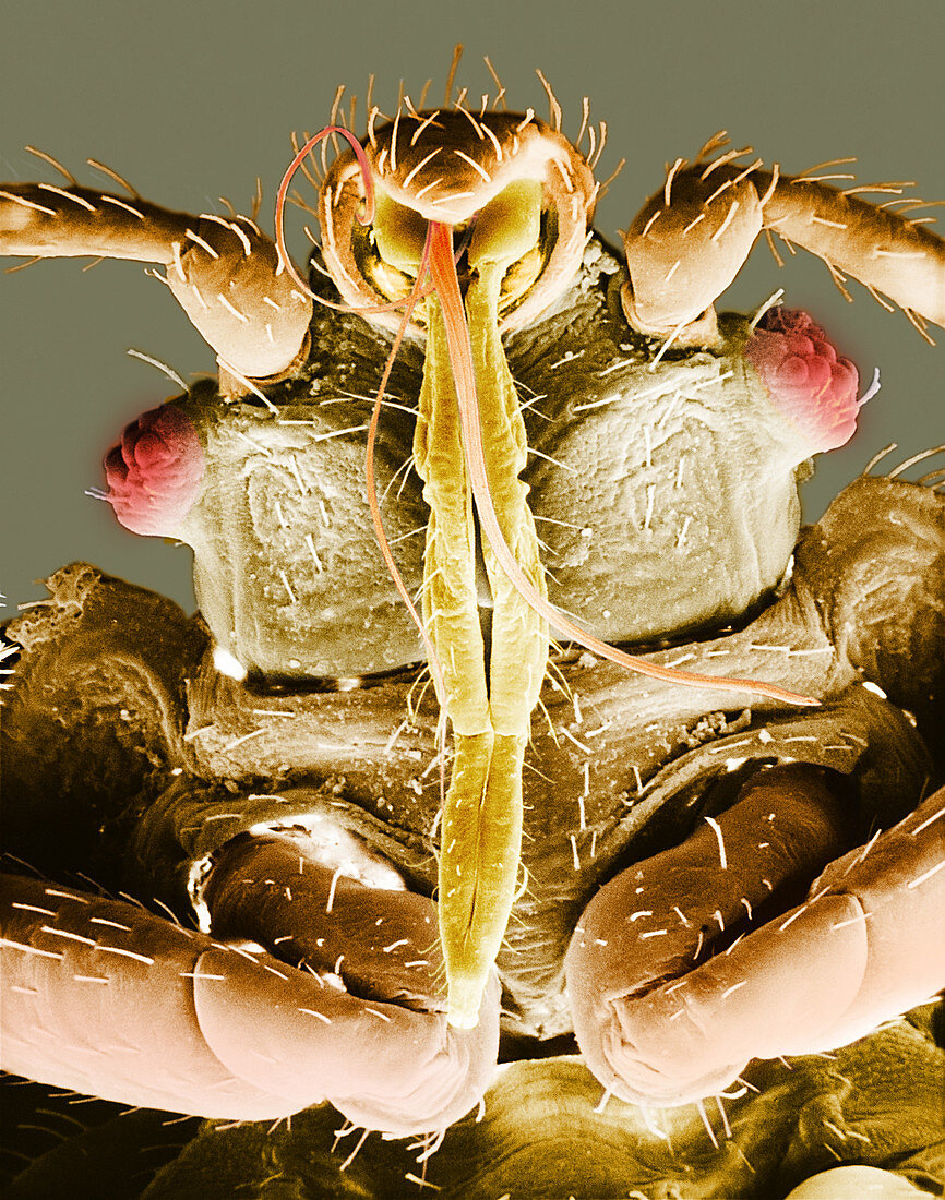 Bedbug mouthparts,SEM