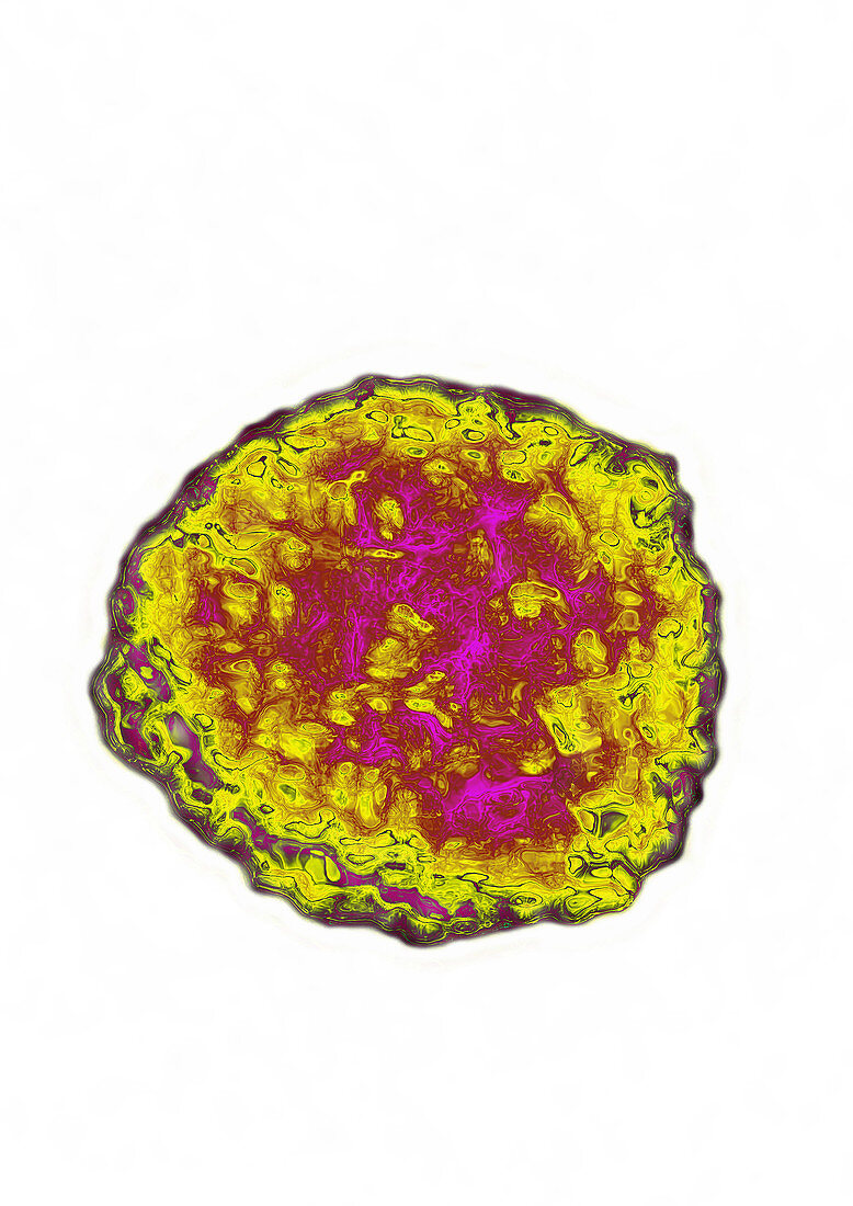 Flavivirus