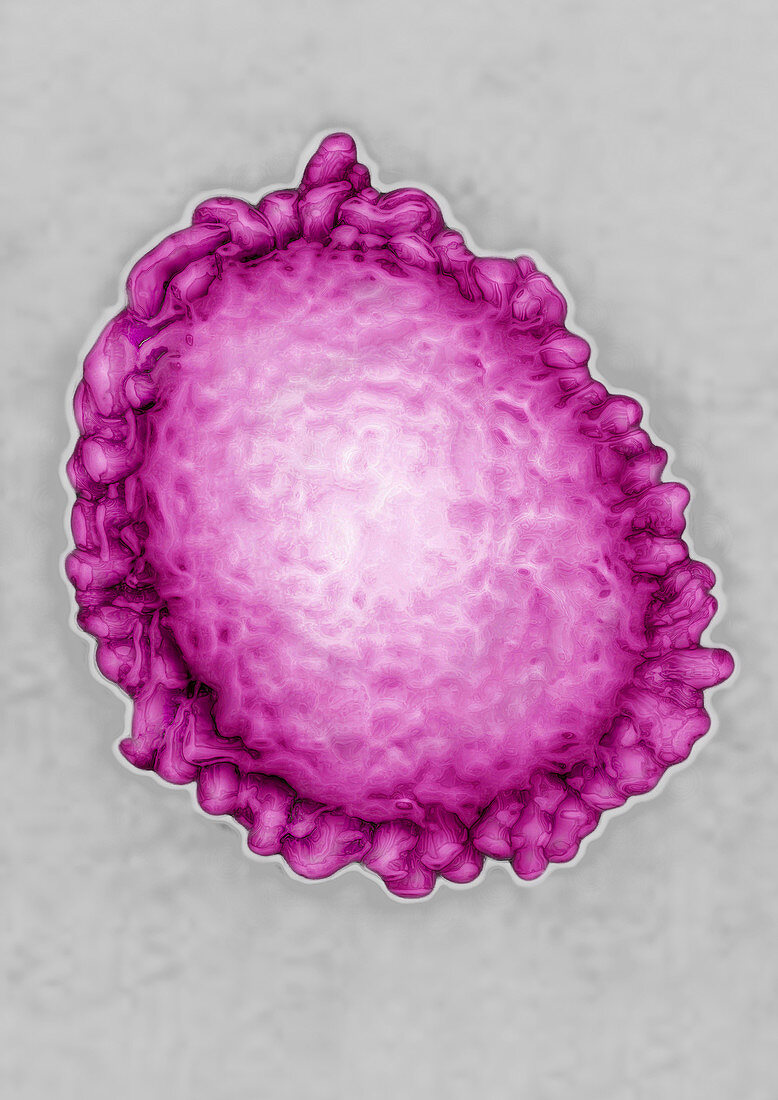 Flu virus