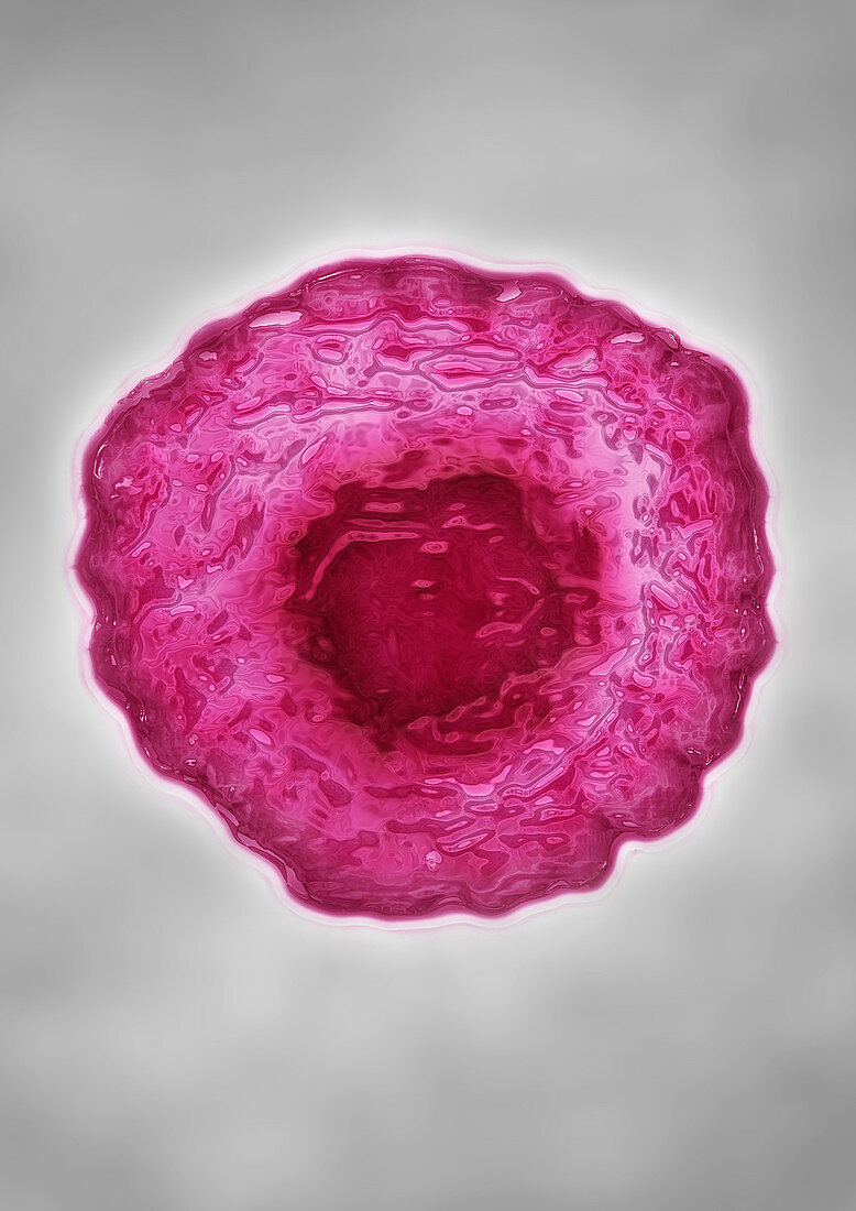 Rubivirus