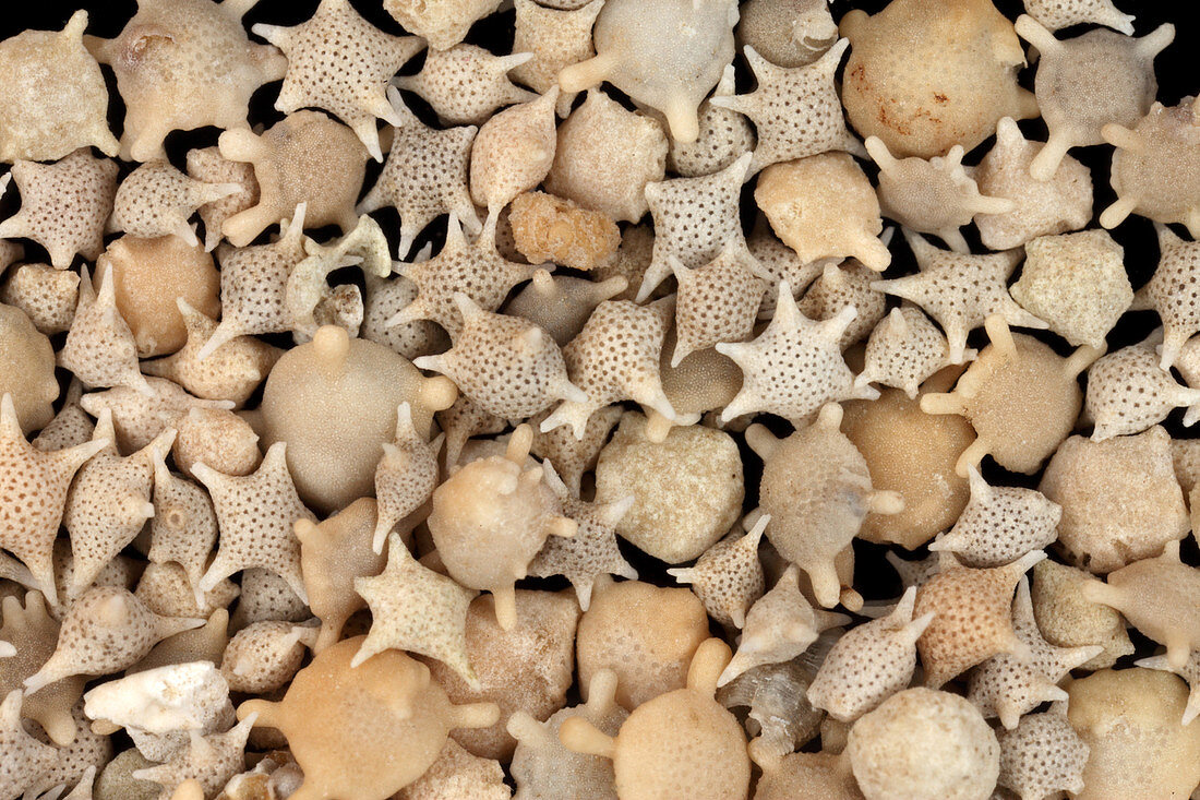 Star Sand (Foraminiferans)