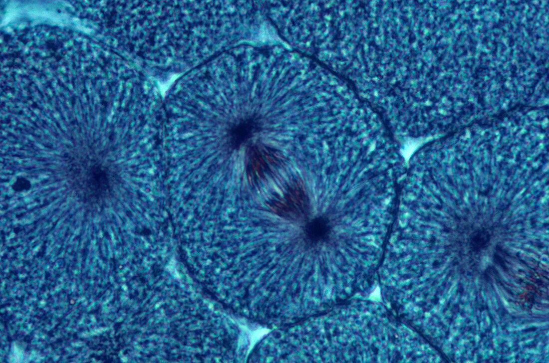 Whitefish Cells in Anaphase,LM