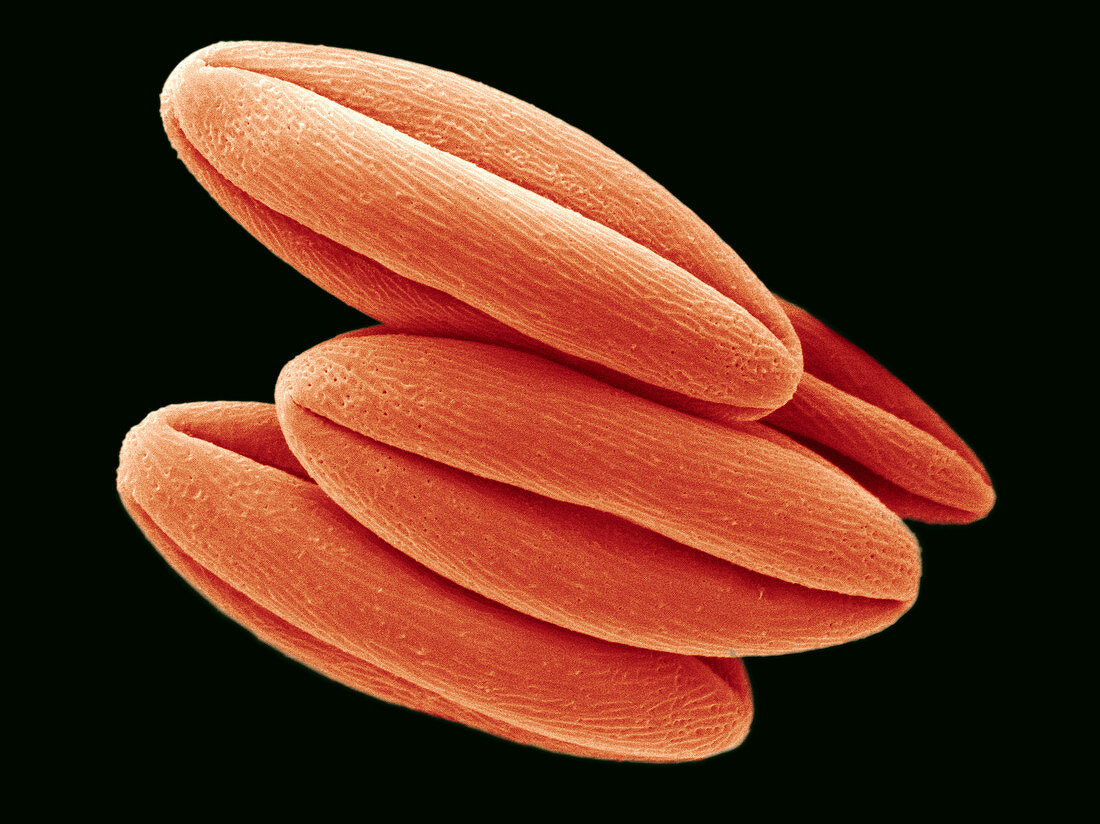 Begonia pollen (SEM)