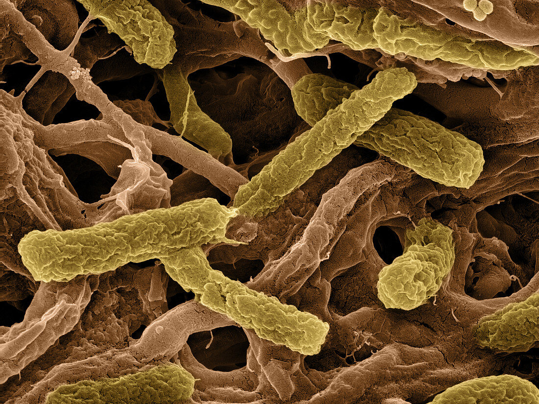 Thermophile Bacteria