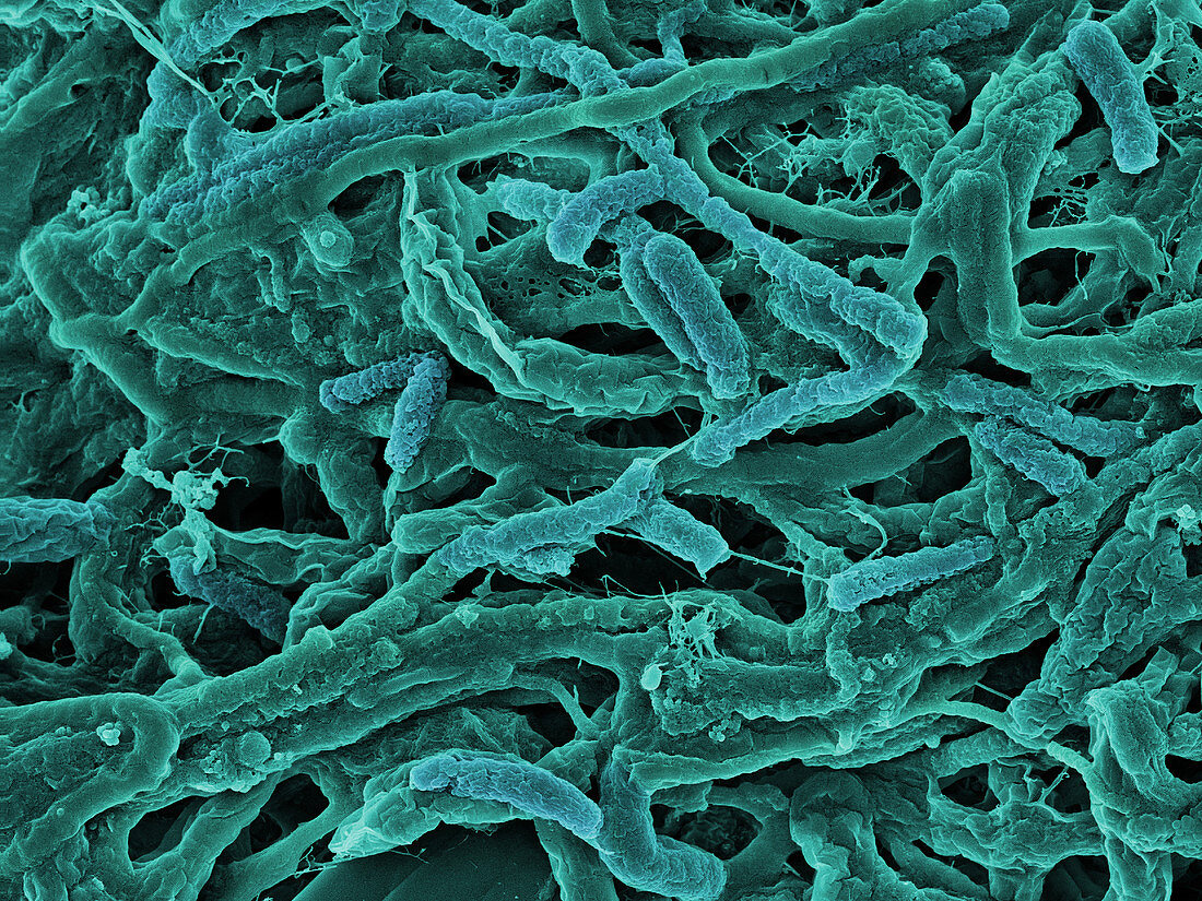 Thermophile Bacteria