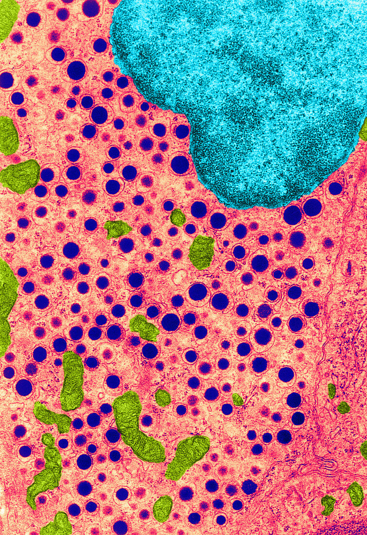 Pancreatic Alpha Cell (TEM)