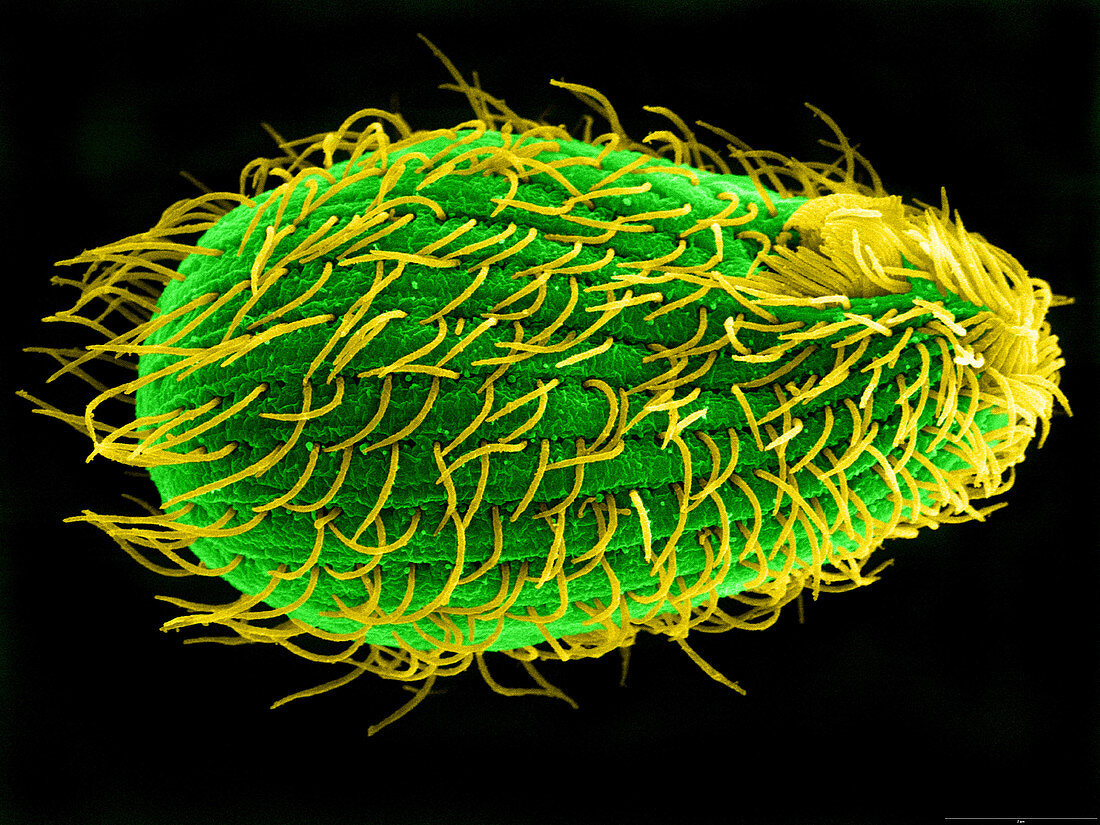 Tetrahymena thermophila,SEM
