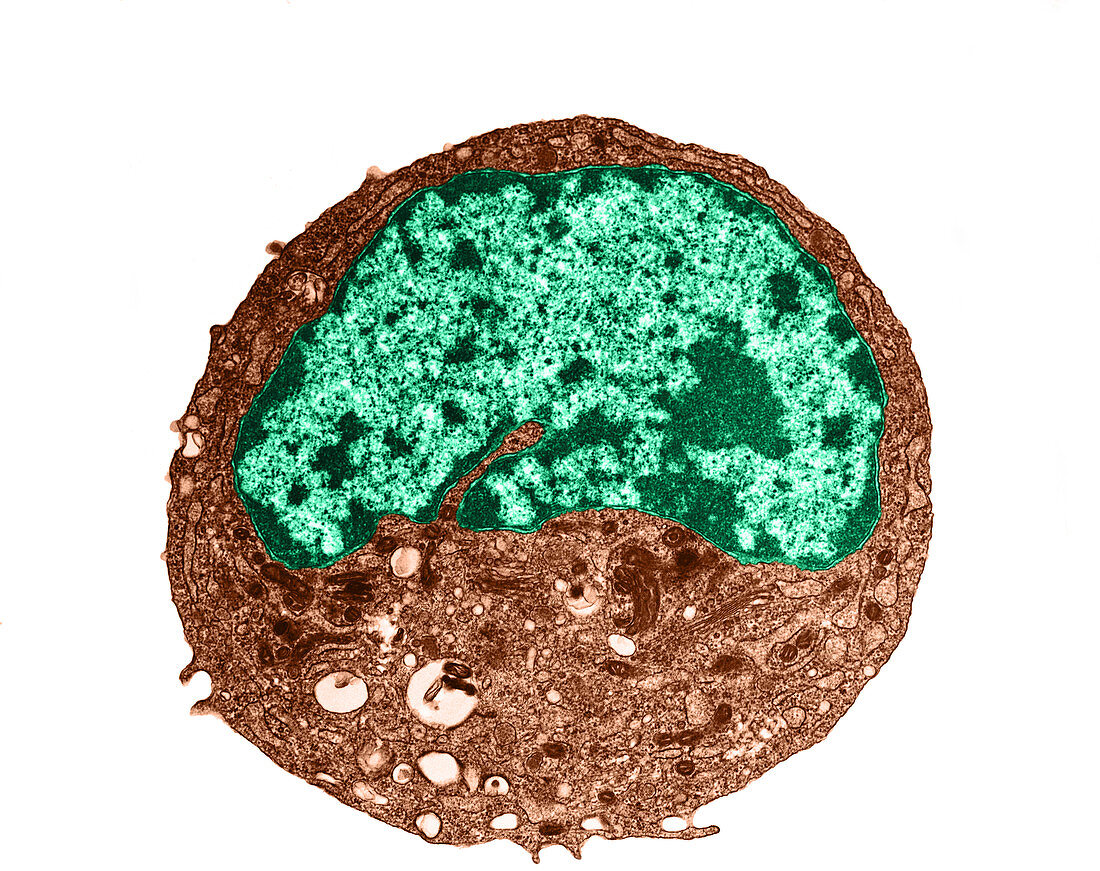 Typical Human Cell,TEM