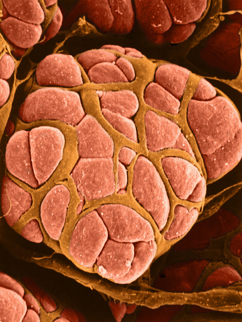 Mammary Gland Cells (SEM)