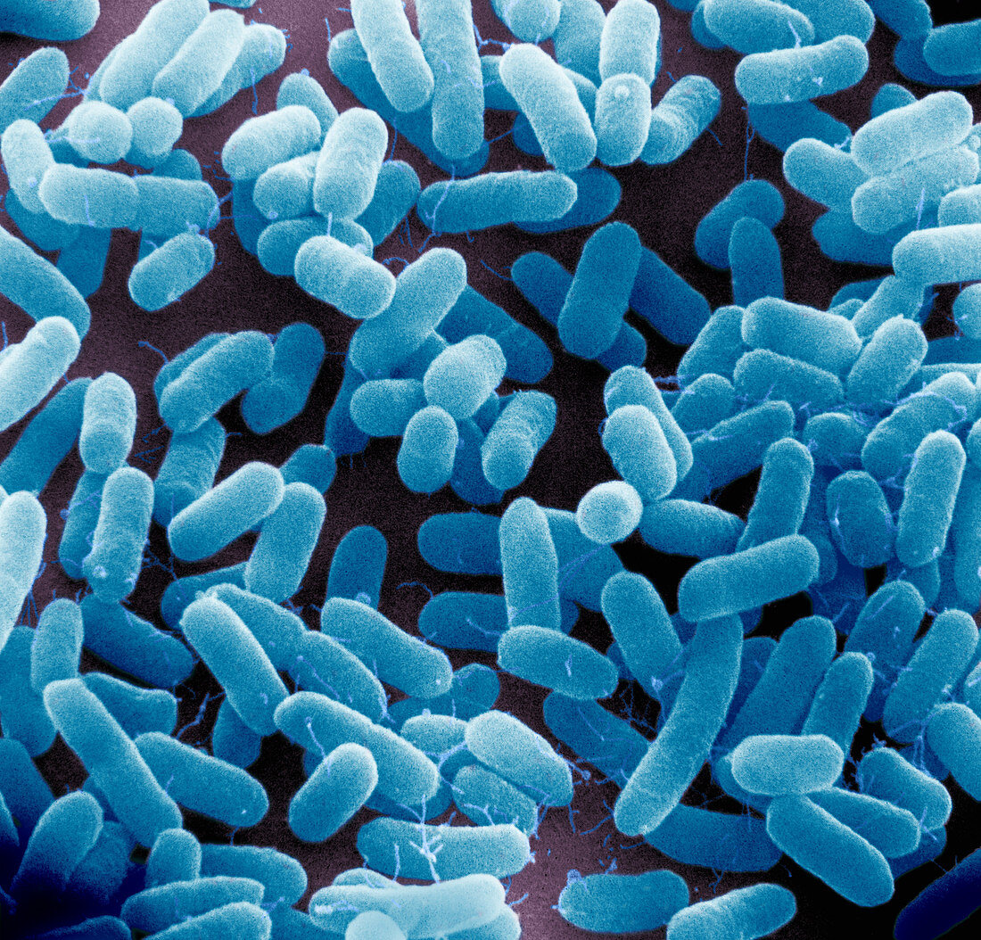 E. coli Bacteria (SEM)