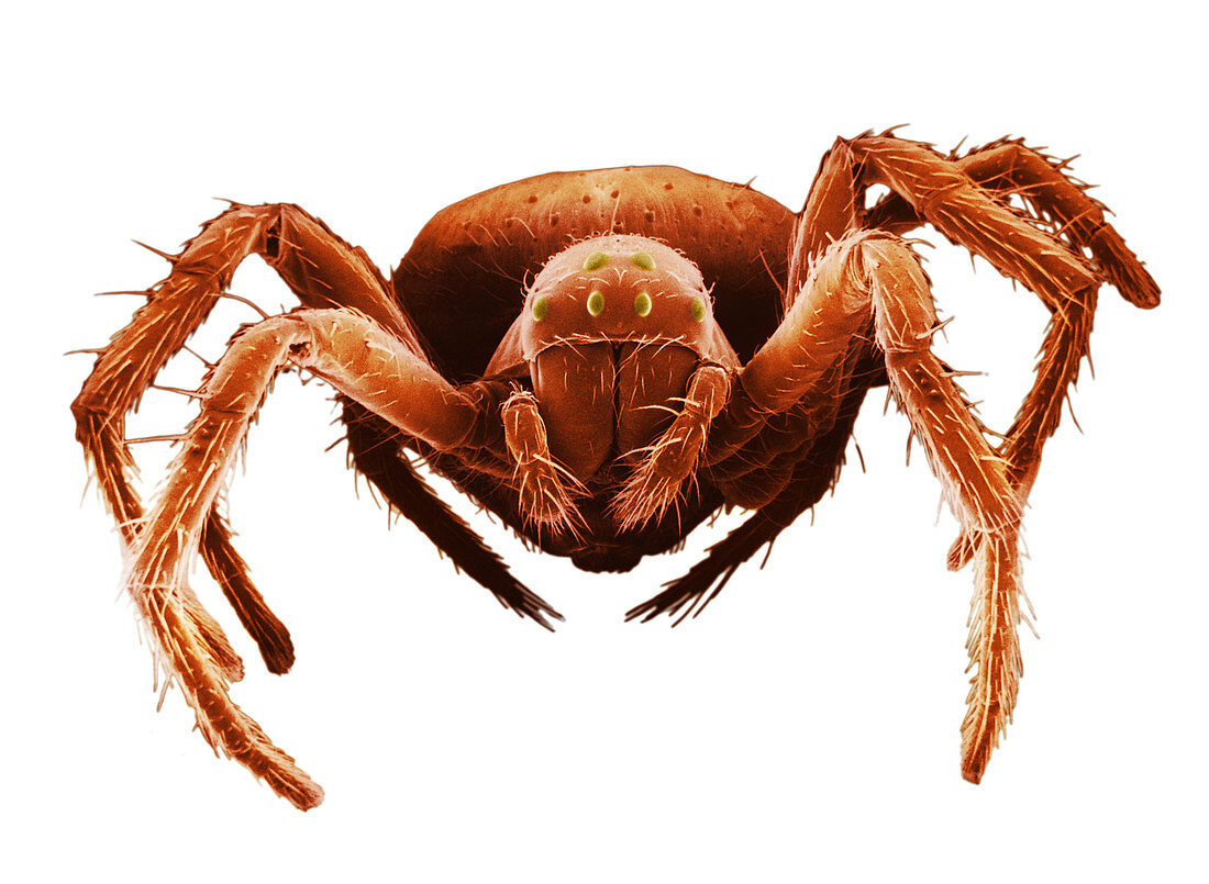 White-eyed Spider,SEM