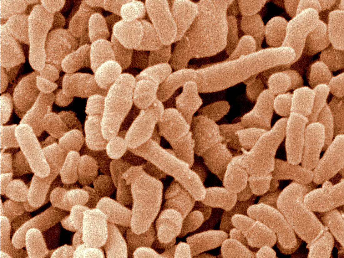 Propionibacterium Acnes Bacteria,SEM